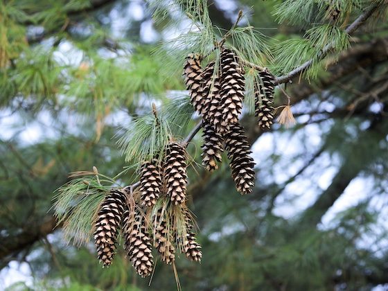 evergreen branch and pine cones