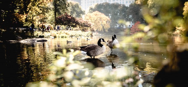 Christopher also had a great affection for birds--here Canada geese, but also pigeons.